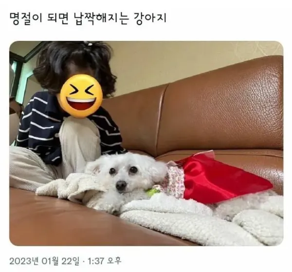 조카가 하도 쓰다듬어서 납작해진 강아지 근황